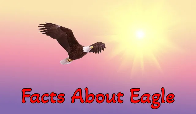 [Top 100+] Unbelievable Interesting Facts About Eagle In Hindi