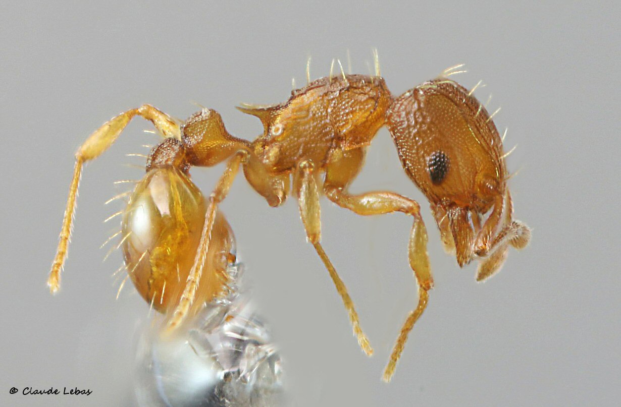 fourmis de Cuba Hormigas de Cuba Ants of Cuba Wasmannia auropunctata