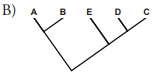 B B