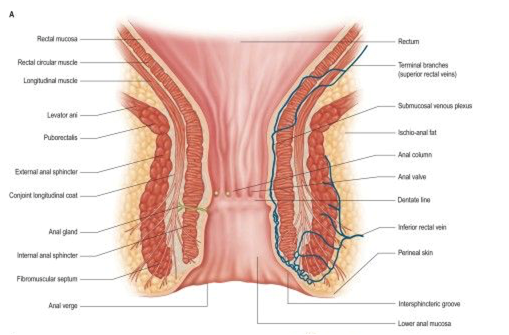 Female Anal Anatomy 106