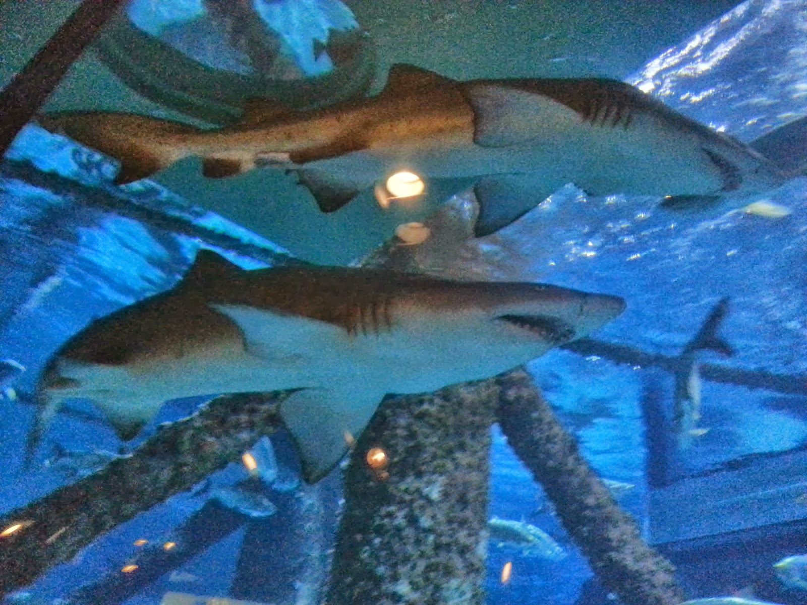 Rockhounding Around New Orleans Audubon Aquarium of the Americas