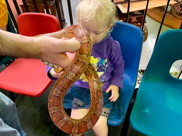A corn snake being held out for a child touch in the Reptile House at Barleylands Essex