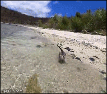 Cute kitten GIF • Fearless and adventurous rescued kitty really loves to swim in the Ocean, breaking the rules! Cute kitten GIF • Fearless and adventurous rescued kitty really loves to swim in the Ocean, breaking the rules!