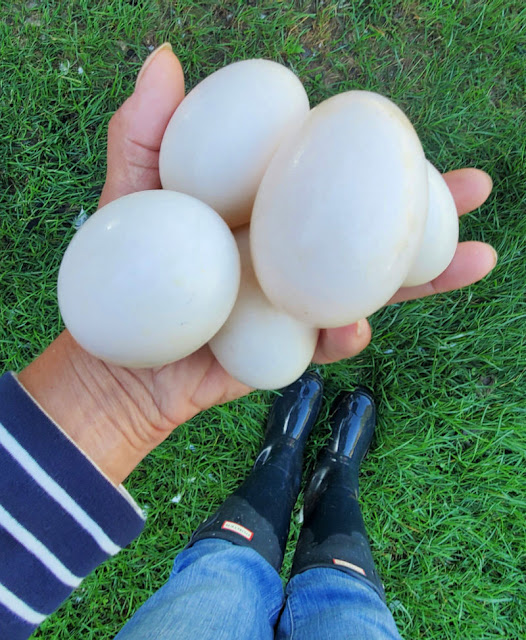 hands full of duck eggs