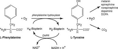 conversion of phenylalanine