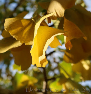 Golden ginkgo leaf