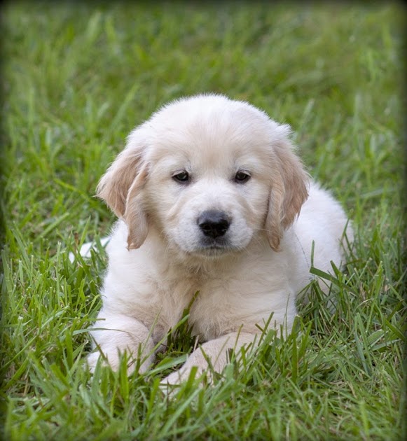 Golden Retriever Puppies Near Me Purebred Golden Retriever Puppies in