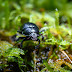 Forest Entomology, Scope, Insect Structure, Function and their Classification