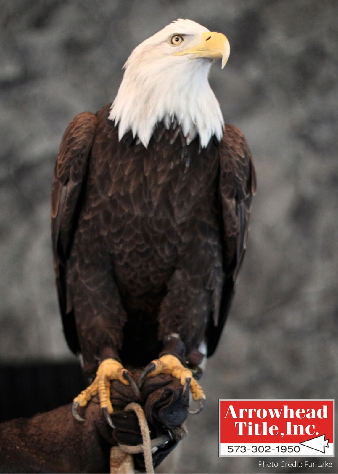 Enjoy the Lake of the Ozarks' Natural Beauty at Eagle Days!