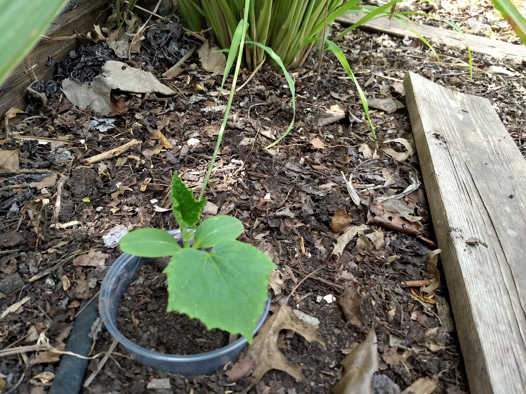 The Scientific Gardener Plant Collars