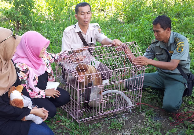 Again, the SBI Released Bekantan to Wildlife ~ Sahabat Bekantan Indonesia