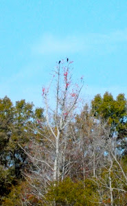 OK, so they look like vultures.  I'm calling them eagles Can you see then?.