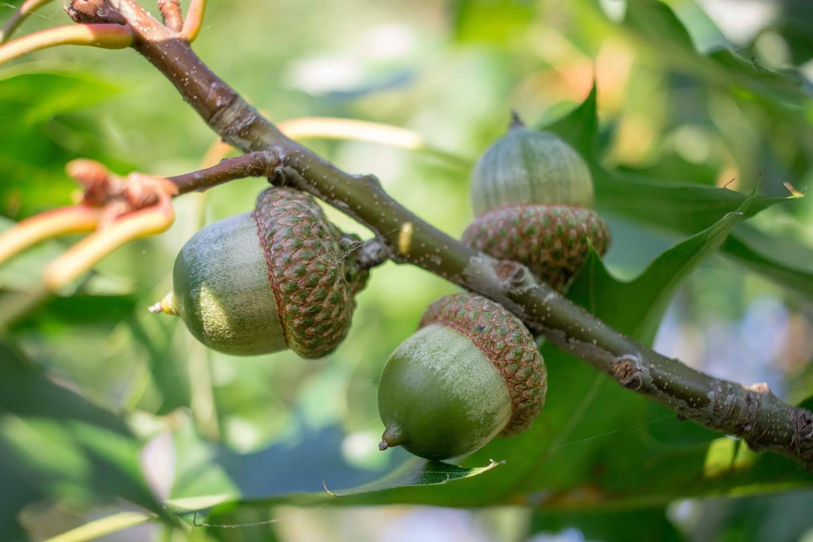 OAK TREE ACORNS (ΒΕΛΑΝΙΔΙΕΣ ΒΕΛΑΝΙΔΙΑ) photos wallpapers the