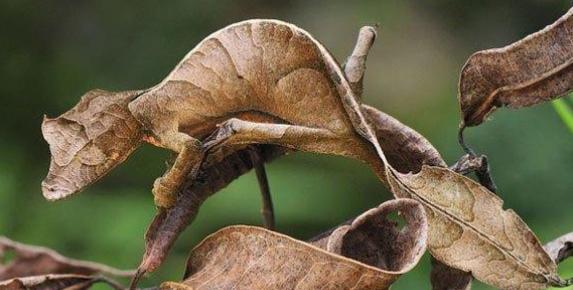 مالا تعرف عن البرص ذو الذيل الورقي مالا تعرف عن البرص ذو الذيل الورقي