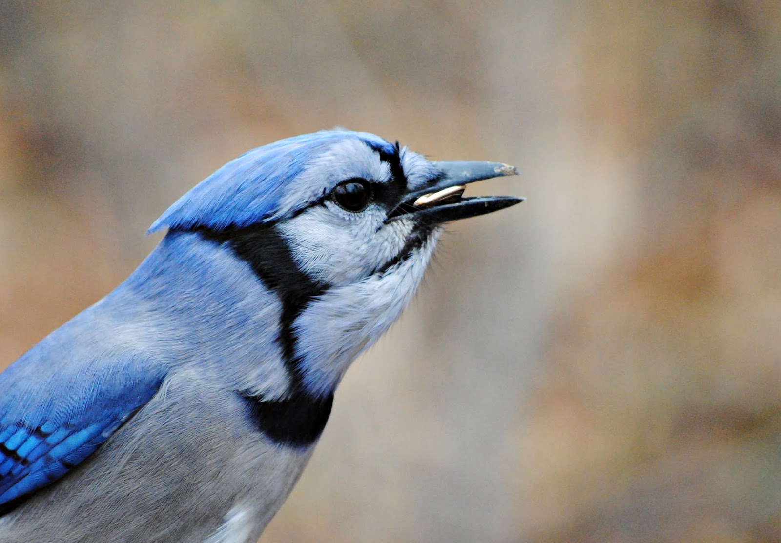 Blue in Nature Nature Notes Blog