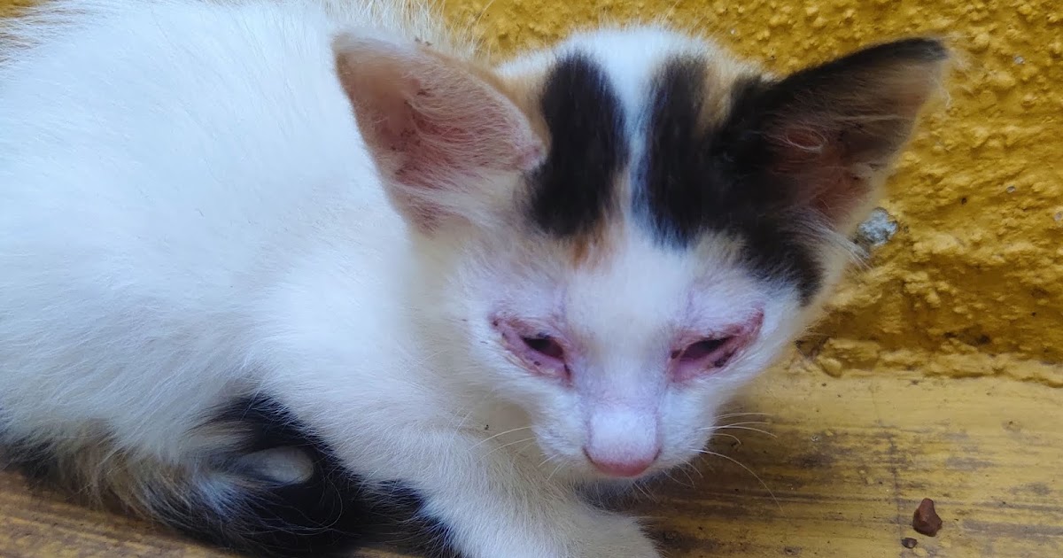 Cat Eye Infection And Treatment In Summer │Will Cat Conjunctivitis go