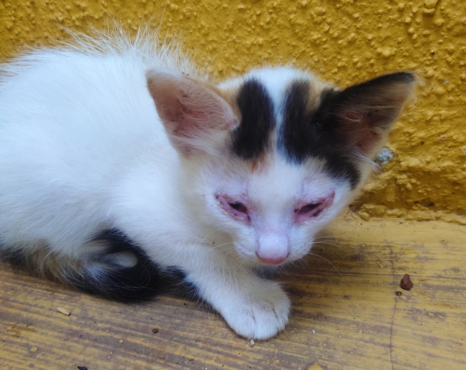 Cat Eye Infection And Treatment In Summer │Will Cat Conjunctivitis go away by itself