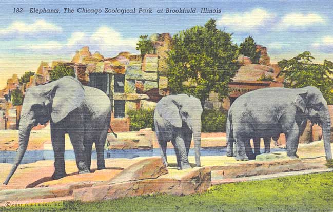 POSTCARDY: the postcard explorer: Elephants at Brookfield Zoo