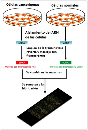 Noticias de ciencia: Nociones de Biología: Qué son los microarrays y ...