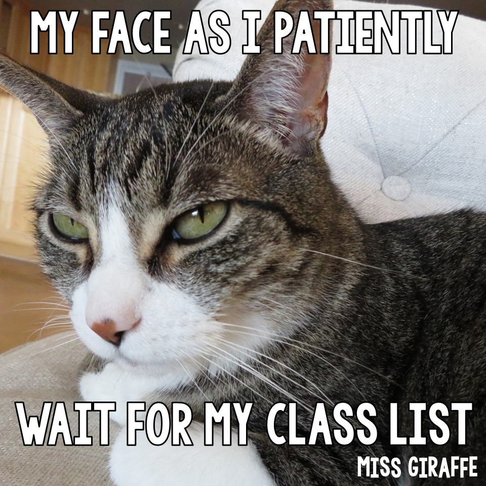 Miss Giraffe S Class Funny Cat Teacher Pictures