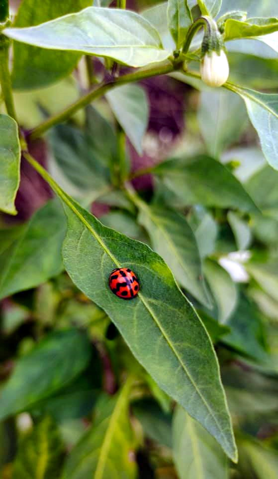 Hasil Foto Dari Handphone Vivo V 2025 - WEB | LOVEHEAVEN 07