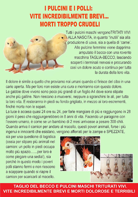 cartello pulcini e polli professionale copisteria