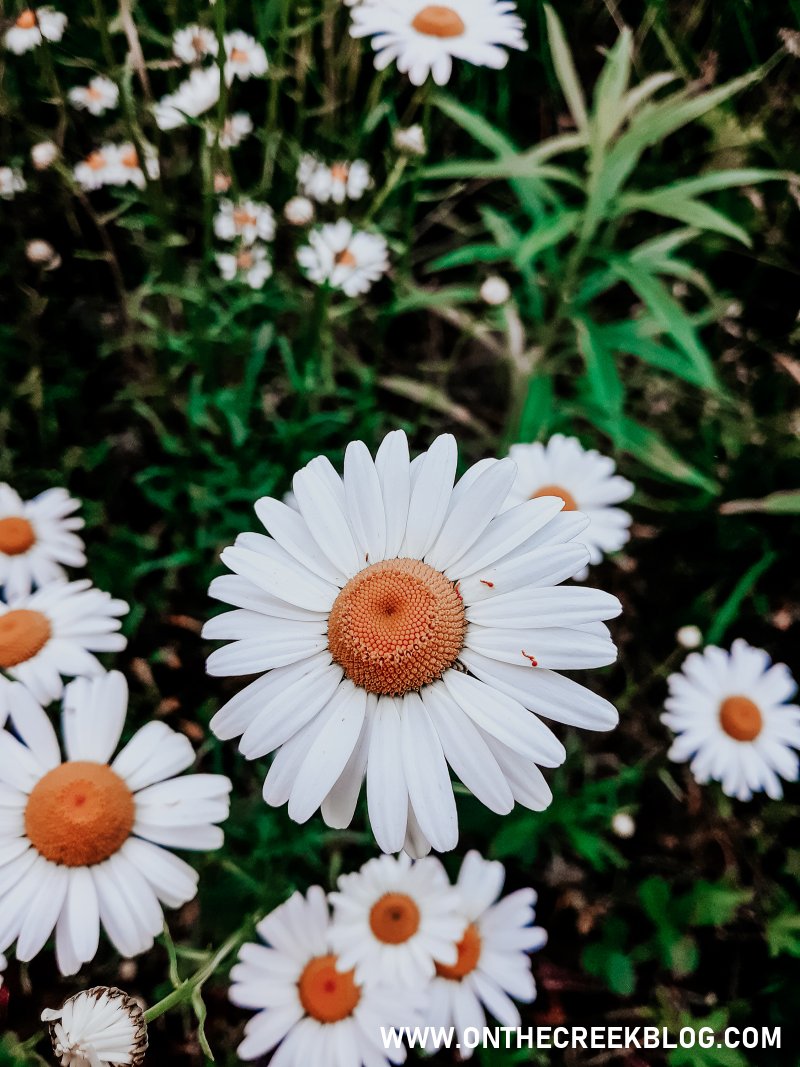 Pretty daisies from our nature walk!