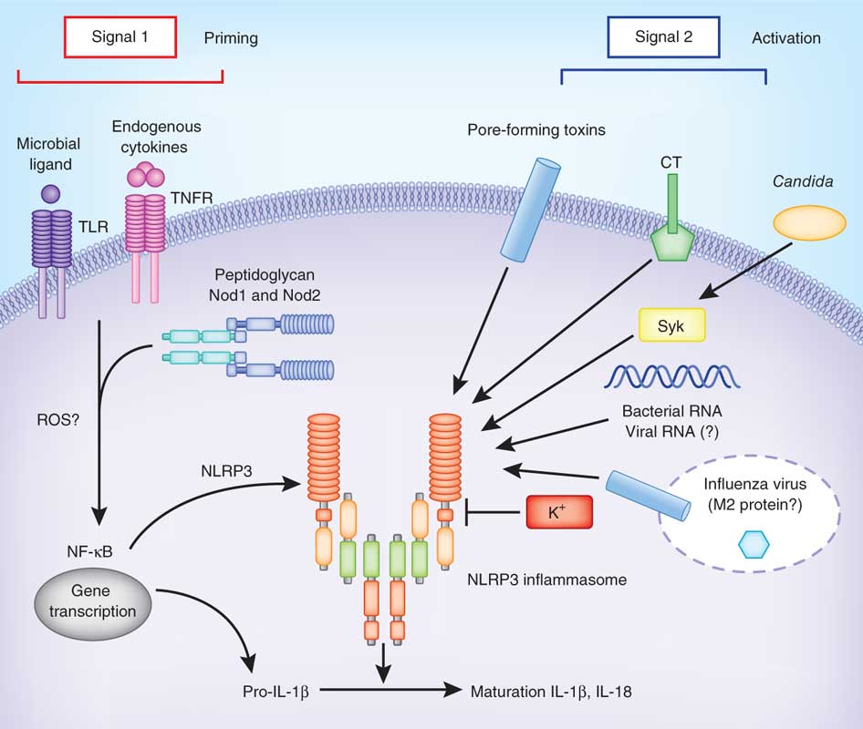 белок адаптер и эффектор биохимия. Activate signal. Activate signal. Presentation about tolerance. сигналом активации тх0?.