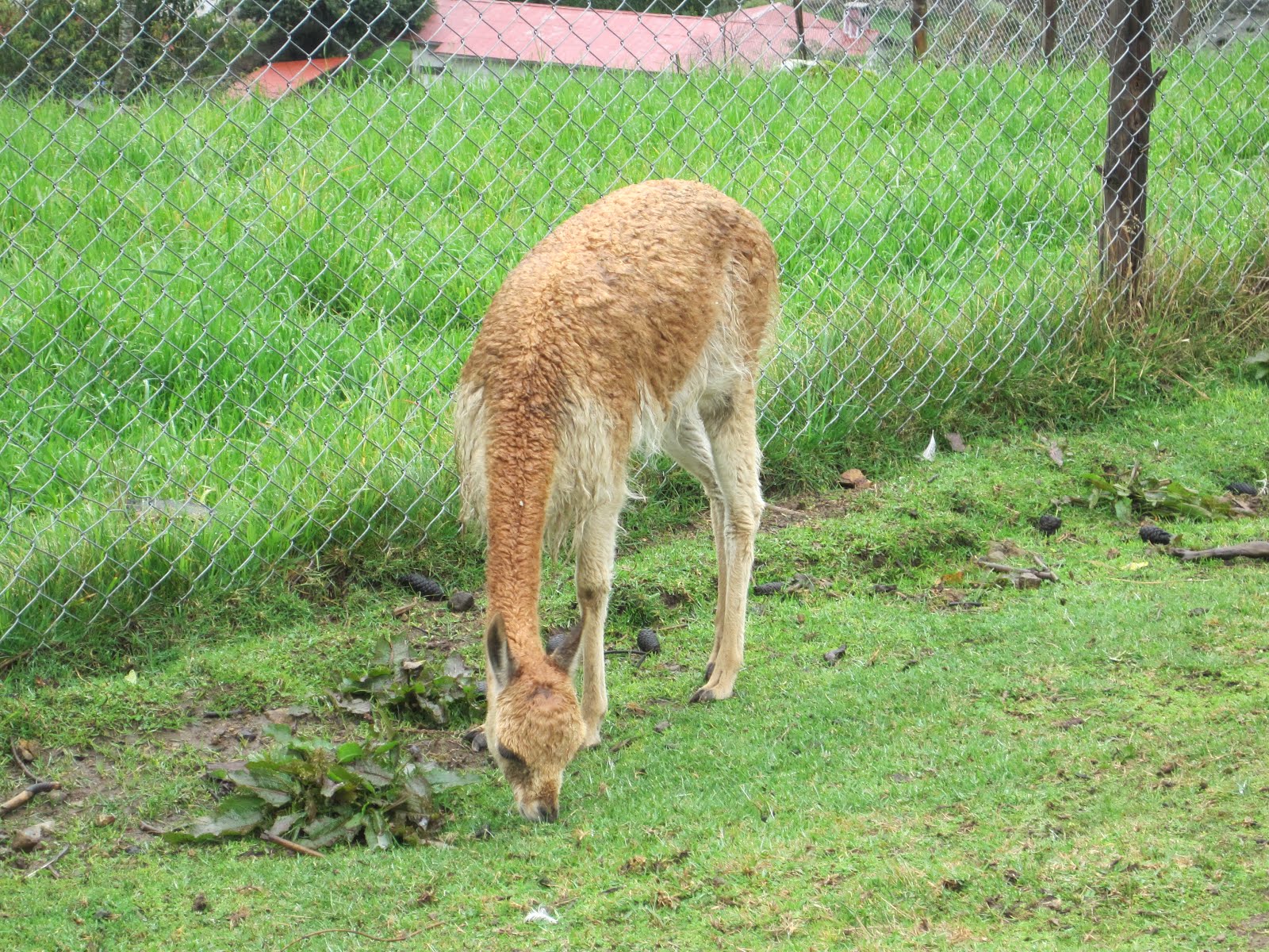 VICUÑA