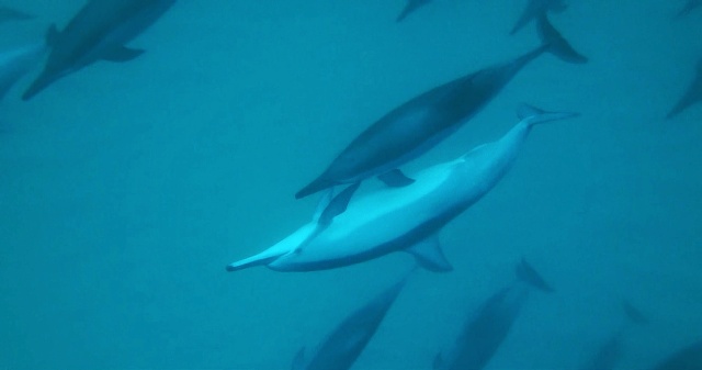 Nadar con delfines salvajes en Isla Mauricio