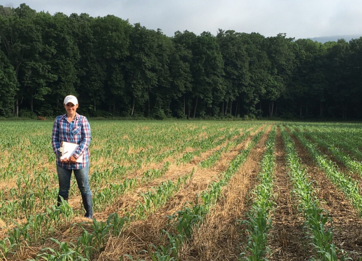 PA Environment Digest Blog Planting Green CoverCrop Strategy May Help