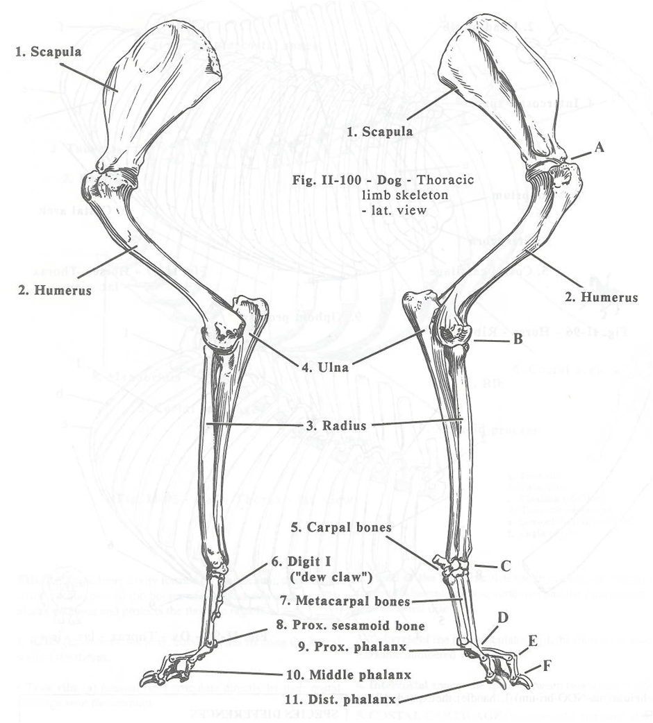 Кости передних конечностей собаки анатомия. Анатомия костей грудной конечности собаки. Кости задней конечности собаки. Кости передних конечностей у собак.