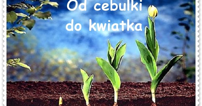 Od Cebulki Do Tulipana Historyjka Obrazkowa Boberkowy World : Od cebulki do kwiatka - propozycja aktywności w