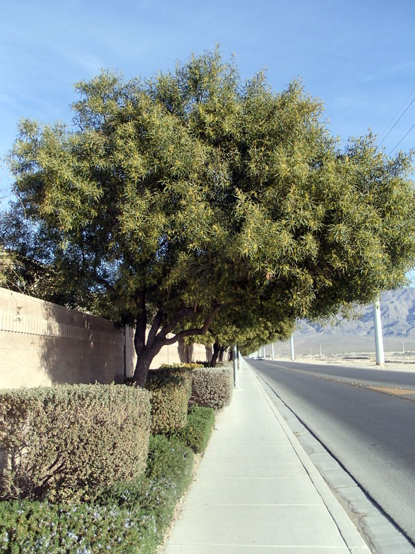 Xtremehorticulture of the Desert Did You Know African Sumac Has Boy