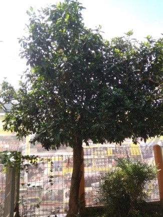BNS's Blog: Karakteristik, Klasifikasi, dan Manfaat Pohon Soka Putih