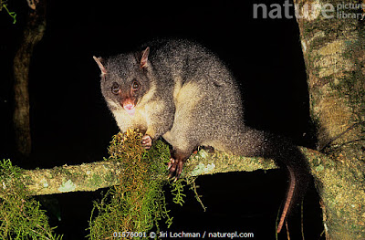 Australia posums