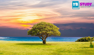 Essay on Save Tree