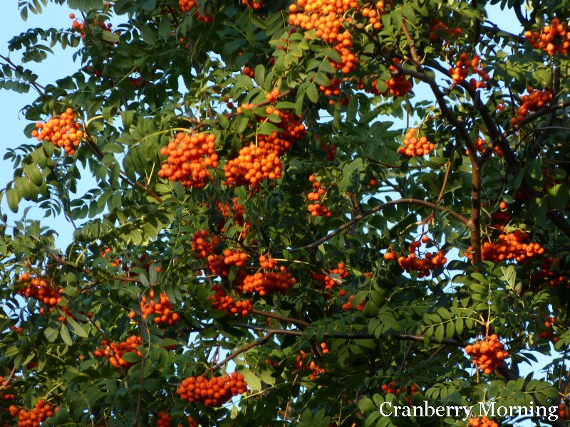 Cranberry Morning: September 2012