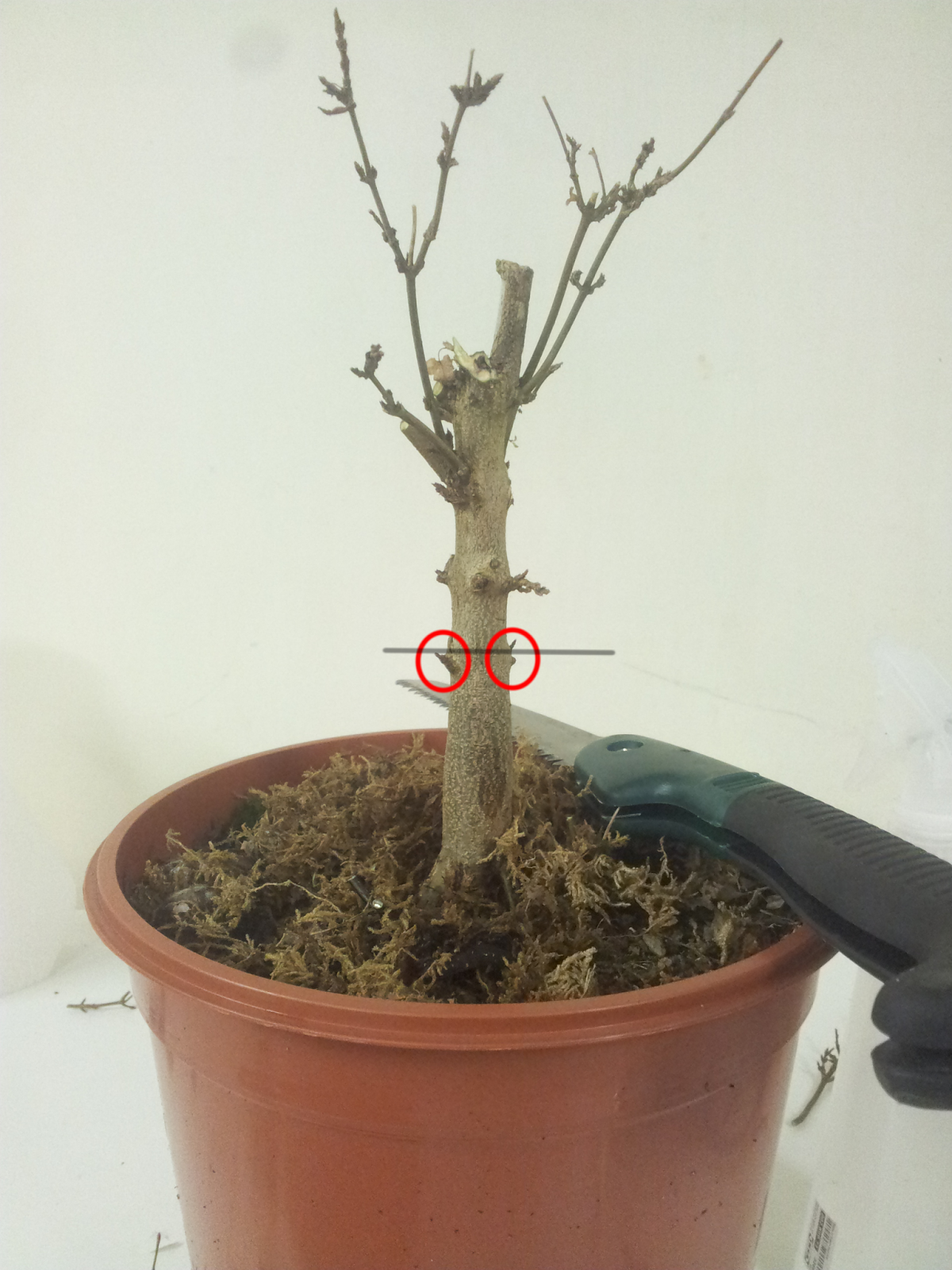 Shohin y mini bonsai Reempezando un arce en estilo escoba. Re