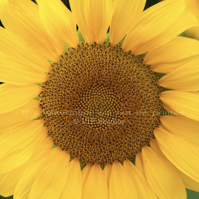 Golden Sunflower_6990 Photo Print