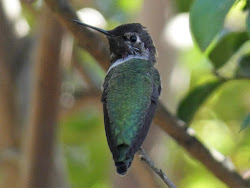 tuolumne flying river birds jewels geotripper hummingbirds california