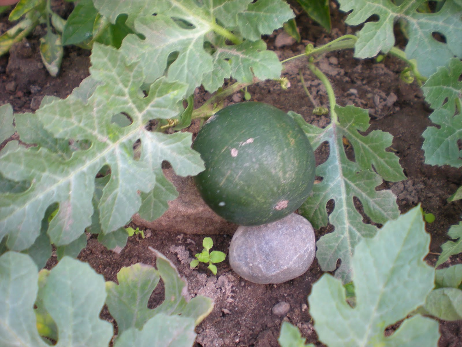 Wassermelone selber ziehen