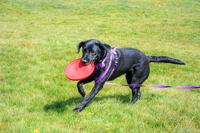 Liggy with a red frisbee in her mouth. She is running back to me with it, quite fast, and her ears and tail are bouncing all over the place.
