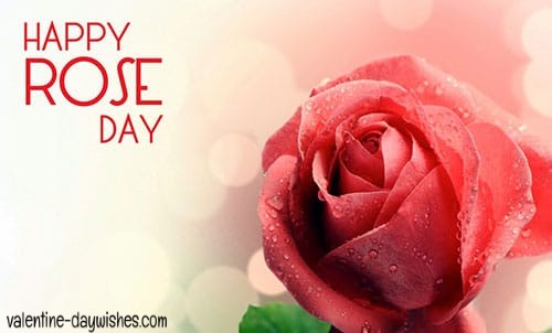 Rose day Images 2020 Rose day Images 2020