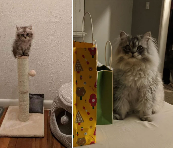 Cats who turned from ridiculous lumps into fluffy supermodels