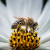 Surpresa: As abelhas precisam de carne
