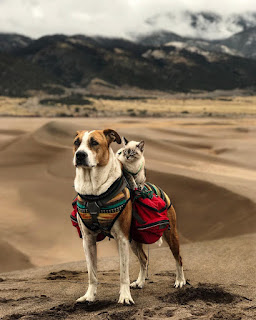 Este perro y gato son mejores amigos y están viajando por el mundo juntos