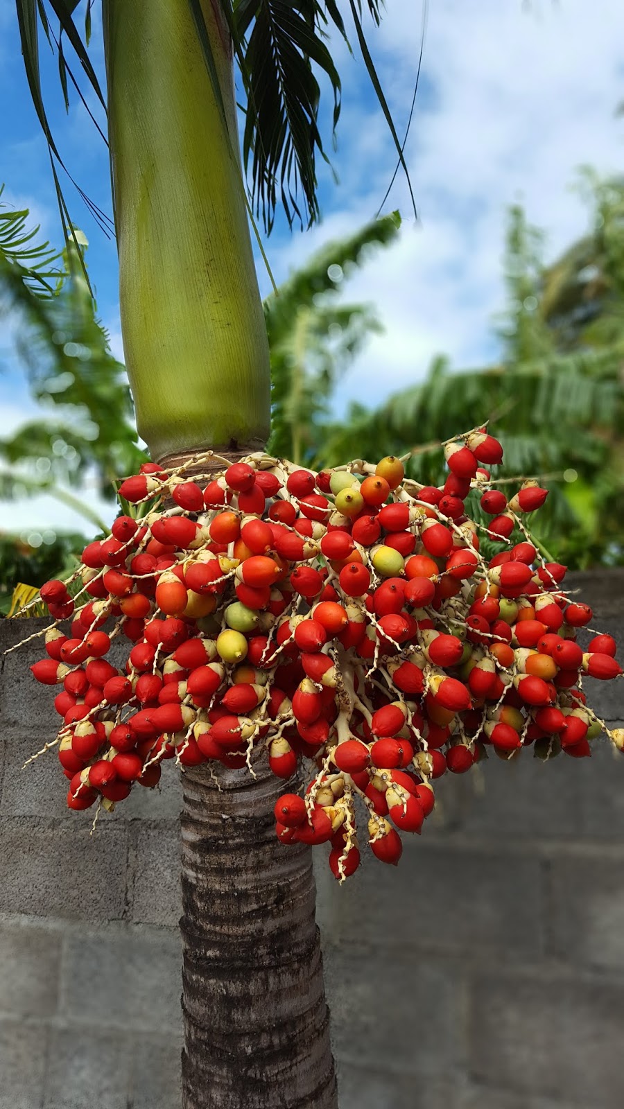 What matters is the journey The tropics (foto's)