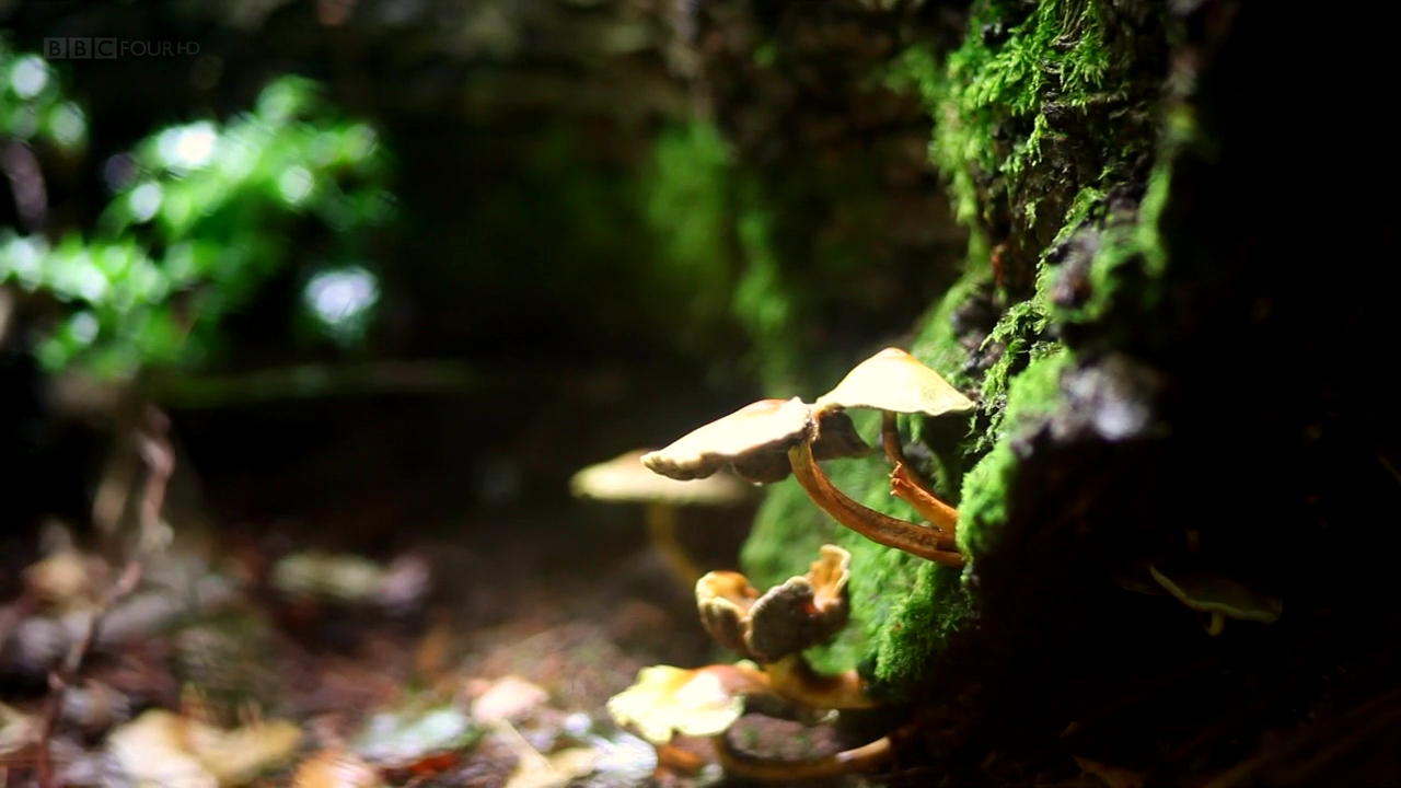 Asadal BBC The Magic of Mushrooms (2014)