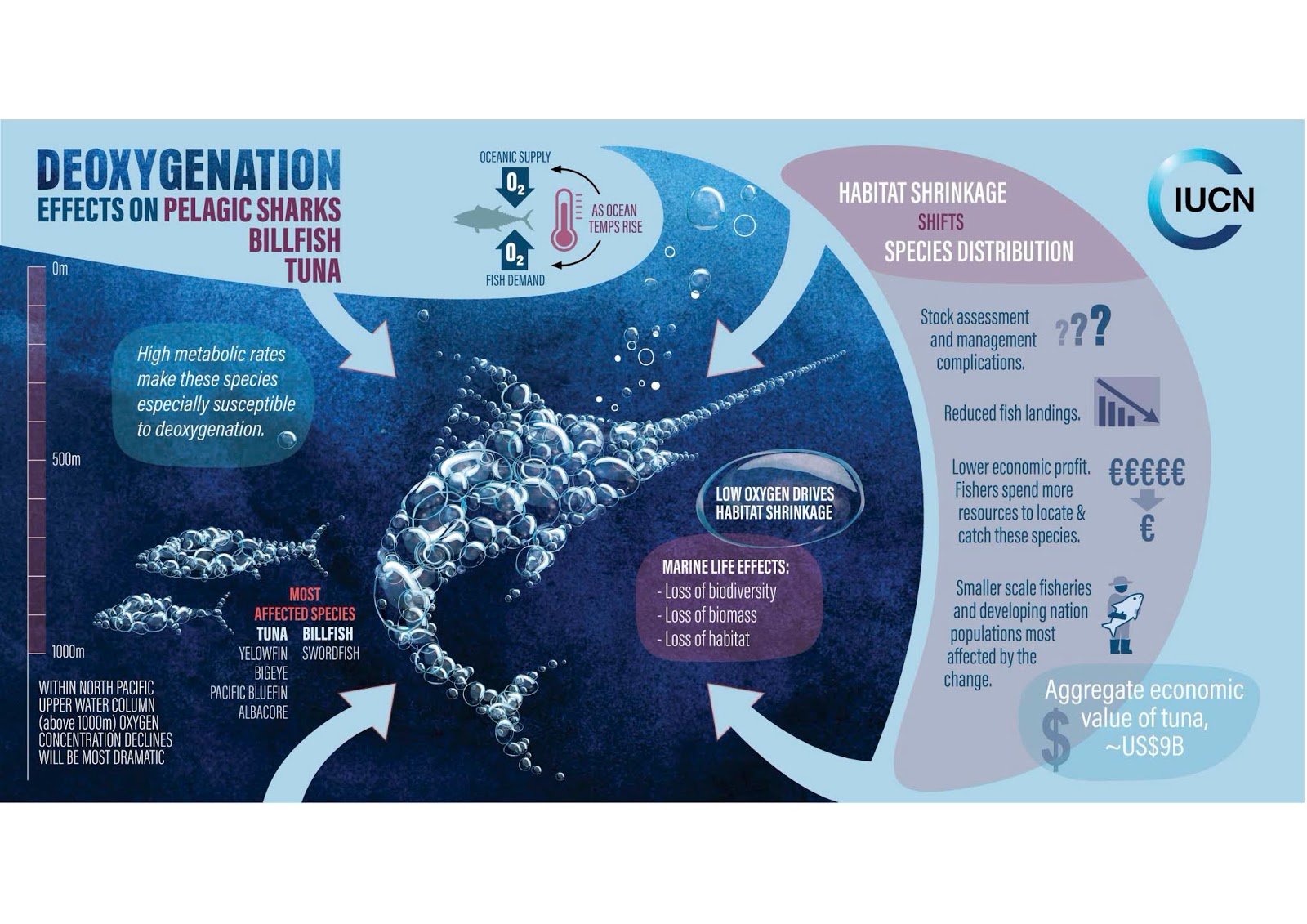 дно моря. кислород мирового океана. кораллы в шарм эль шейхе. поверхность океана. посидония океаническая самая большая.